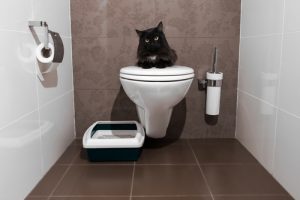 Billy The Sunshine Plumber Clogged Pipes | Clogged Toilet | Billy the Sunshine Plumber