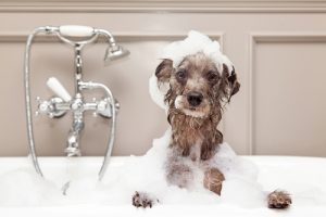 Billy The Sunshine Plumber shutterstock