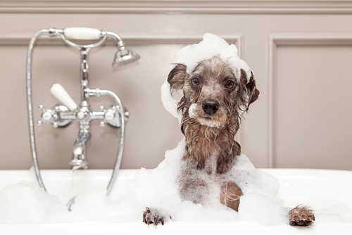 Pets and Plumbing | Billy the Sunshine Plumber