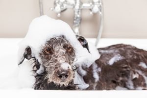 Billy The Sunshine Plumber Drain Clearing | Plumber | Billy the Sunshine Plumber