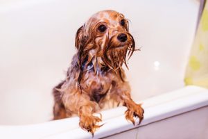 Billy The Sunshine Plumber Billy the Sunshine Plumber | Clog | Drain Cleaning