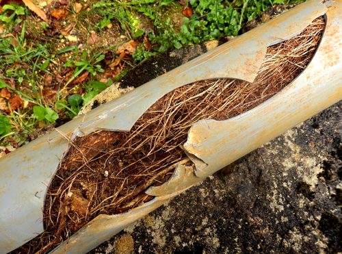 Trees Love Sewer Lines | Billy the Sunshine Plumber