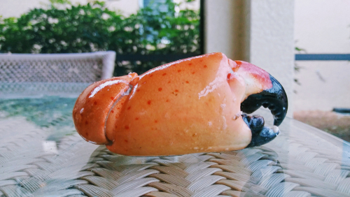Stone Crab Season Has Arrived | Billy the Sunshine Plumber